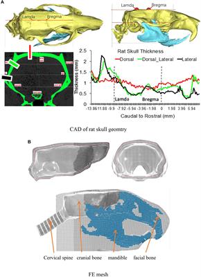 Investigate the Variations of the Head and Brain Response in a Rodent Head Impact Acceleration Model by Finite Element Modeling